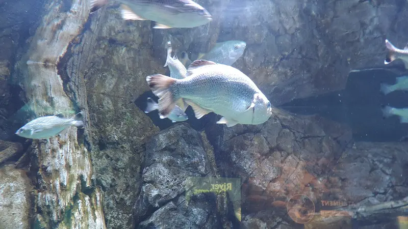 Cairns Aquarium
