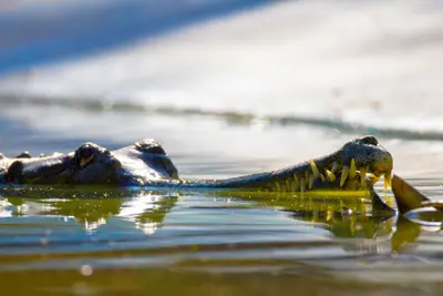 The Wetlands of Yellow Water