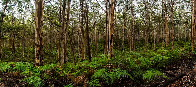 Boranup Karri Forest