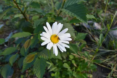 Margaret River (town)