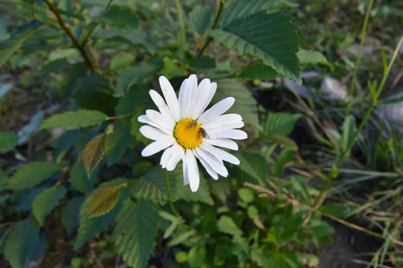 Margaret River (Stadt)