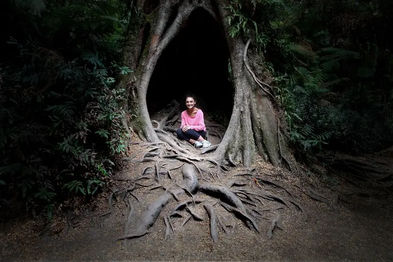Maits Rest Rainforest Walk