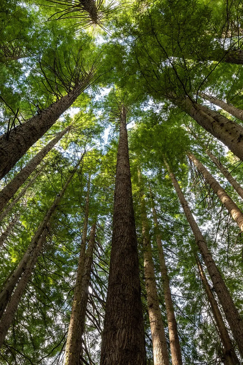 The Redwoods Otways