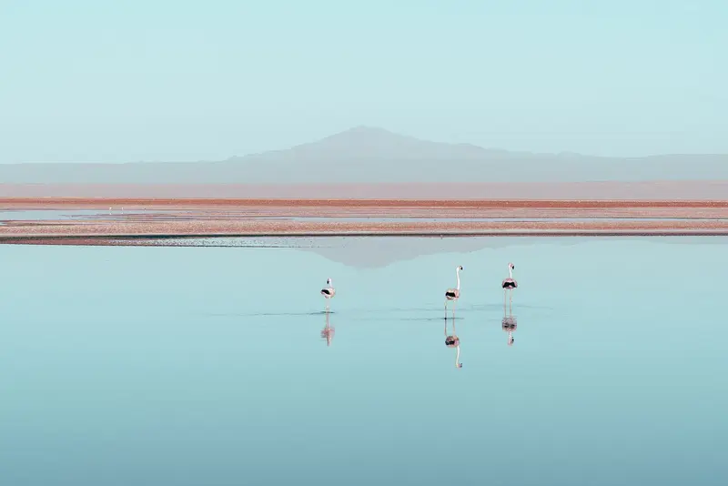 Laguna Chaxa