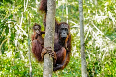 Kalimantan (Indonesisch Borneo)