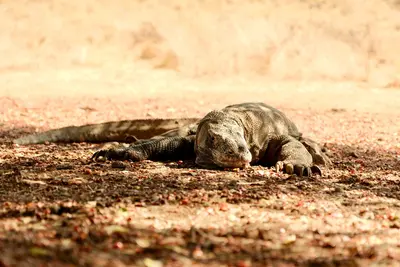 Komodo-Nationalpark