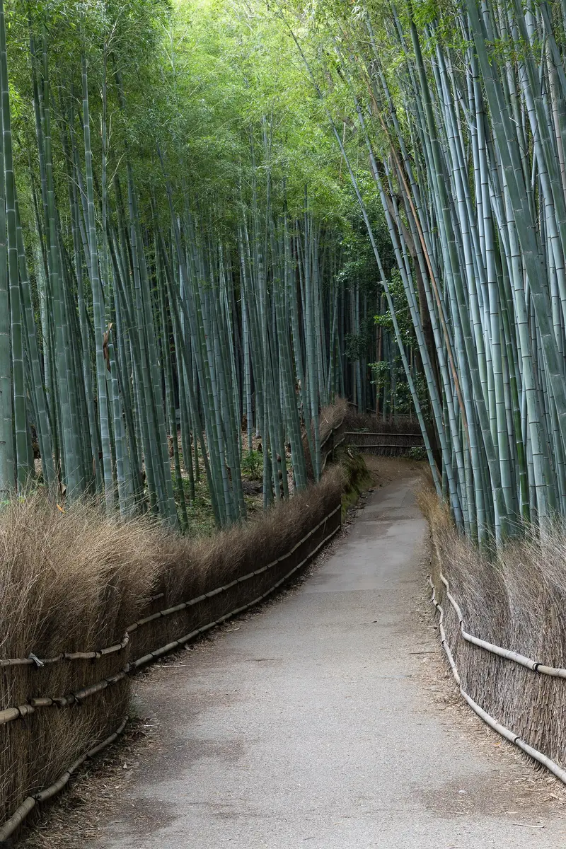 Bamboo Grove of Arashiyama