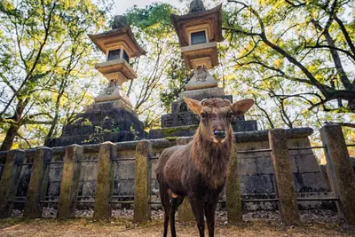 Nara