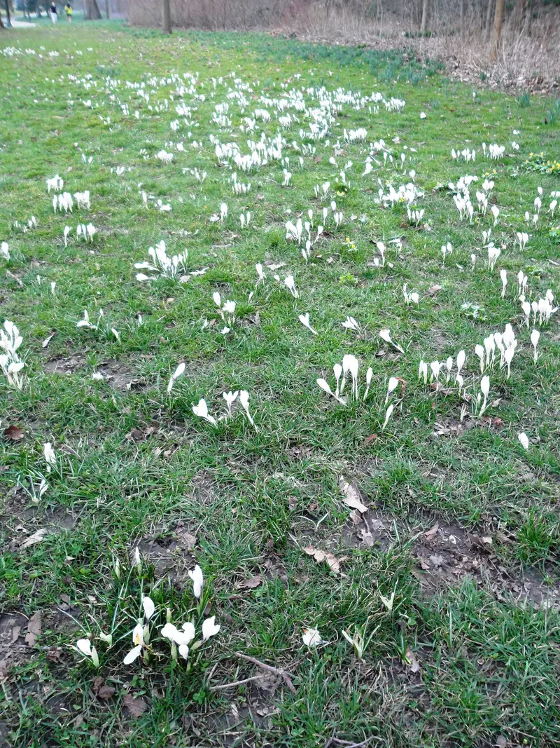 Queen Victoria Park