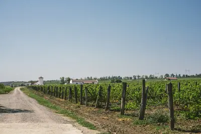 Niagara Wine Route