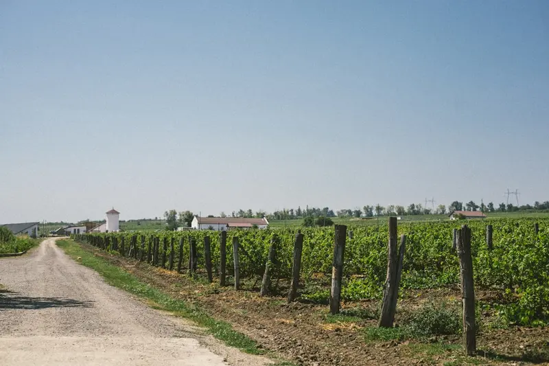 Niagara Wine Route
