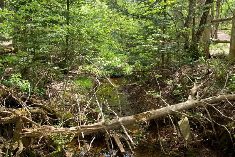 Haunted Wood Trail, Green Gables Heritage Place