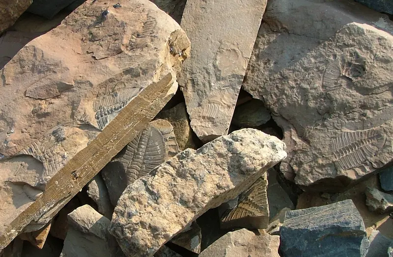 Burgess Shale Geoscience Foundation