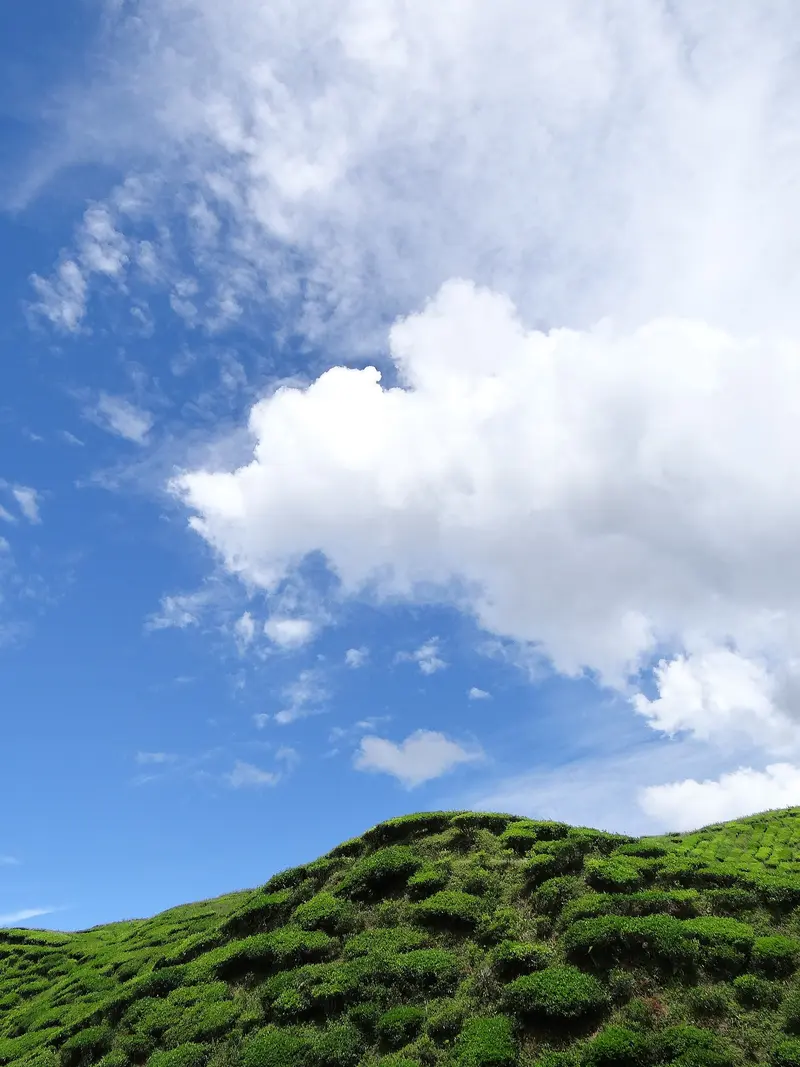 Bharat Tea Plantation