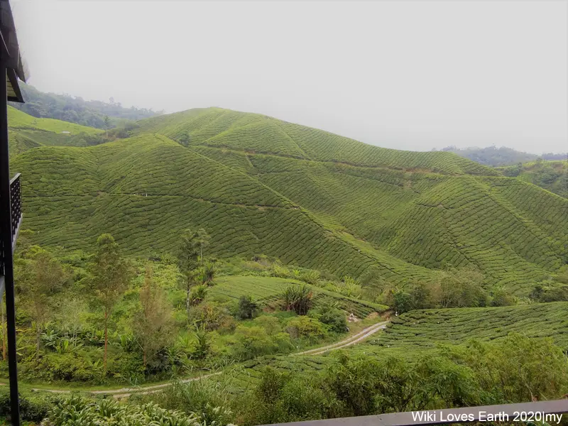 BOH Tea Centre (Sungei Palas Garden)