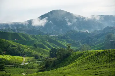Cameron Highlands