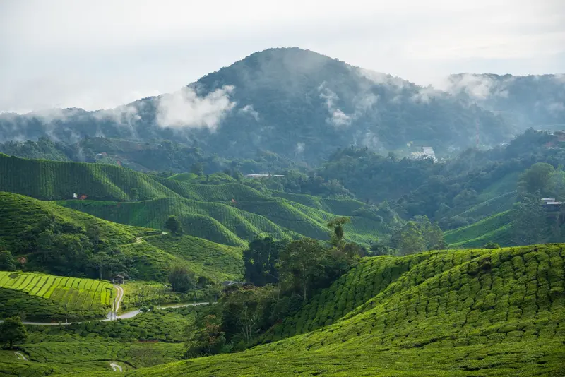 Cameron Highlands