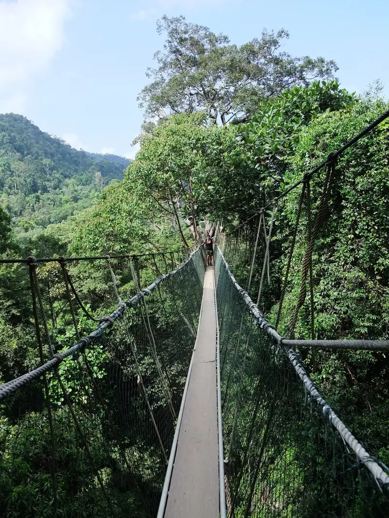 Canopy Walkway (Jambatan Kanopi)