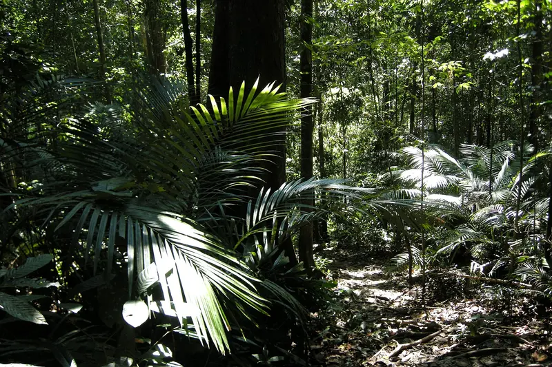 Taman Negara National Park
