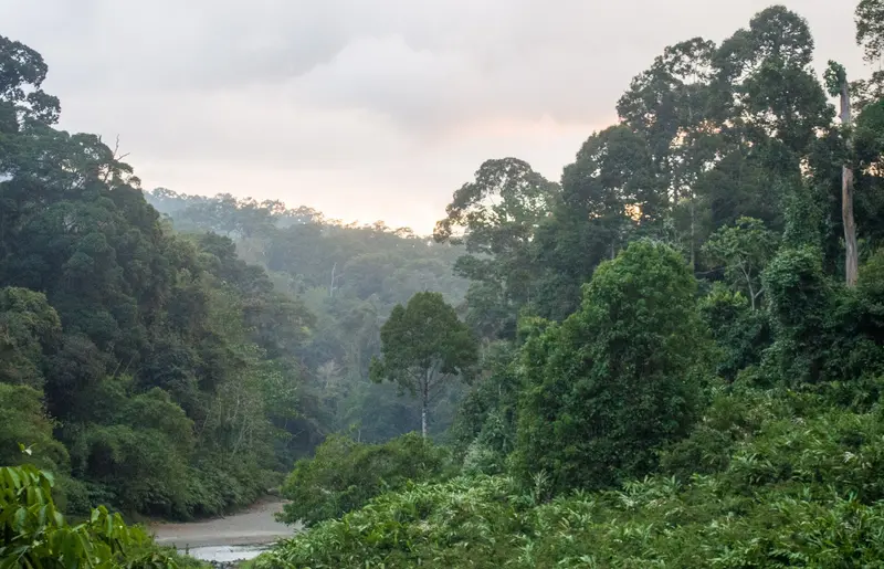 Danum Valley (Lembah Danum)