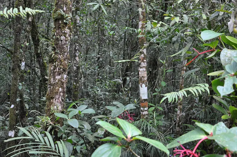 Mount Kinabalu Botanical Garden