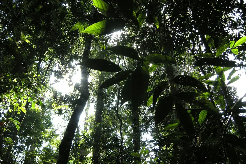 Taman Negara National Park