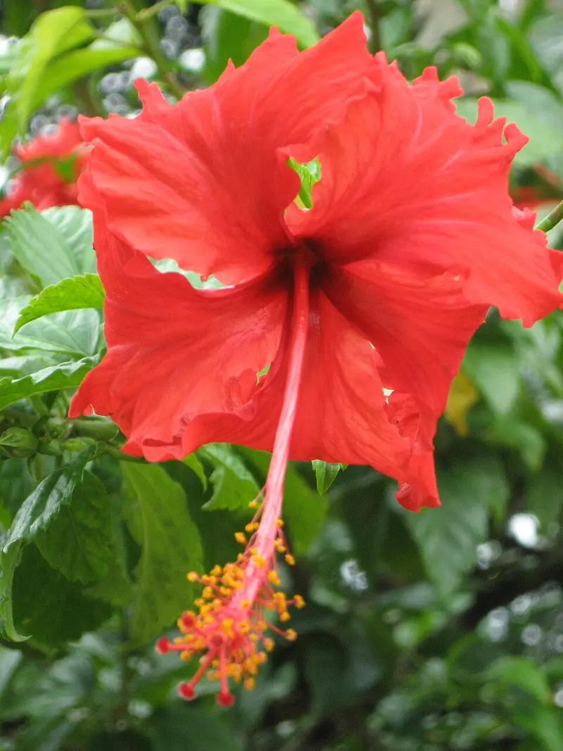 Orchid Garden