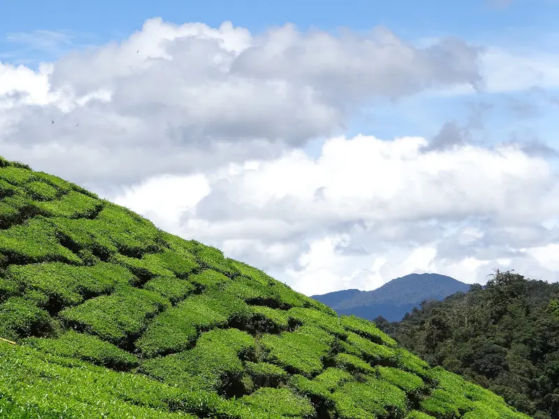 Cameron Valley Tea View point