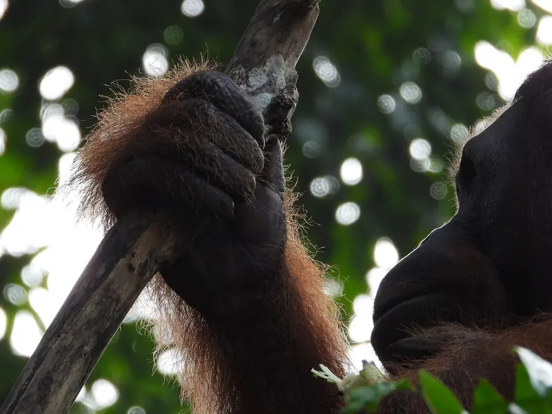 Semenggoh Wildlife Centre