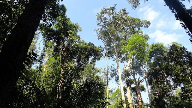 Semenggoh Wildlife Centre