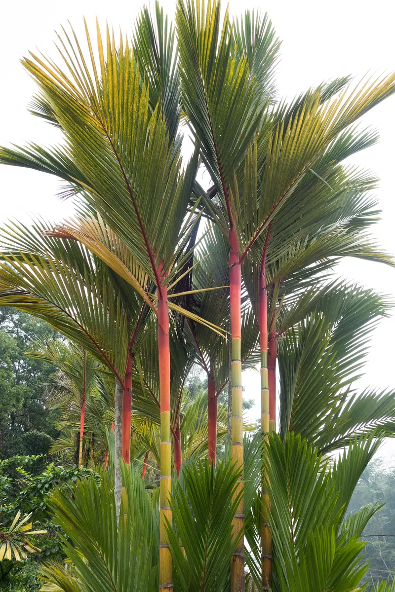 Semenggoh Nature Reserve