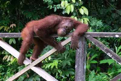 Sepilok Orangutan Rehabilitation Centre