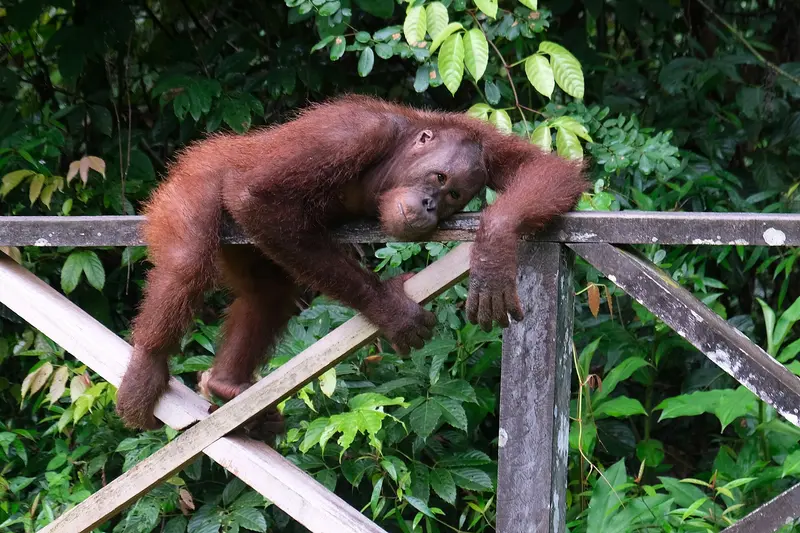 Sepilok Orang-Utan Rehabilitationszentrum