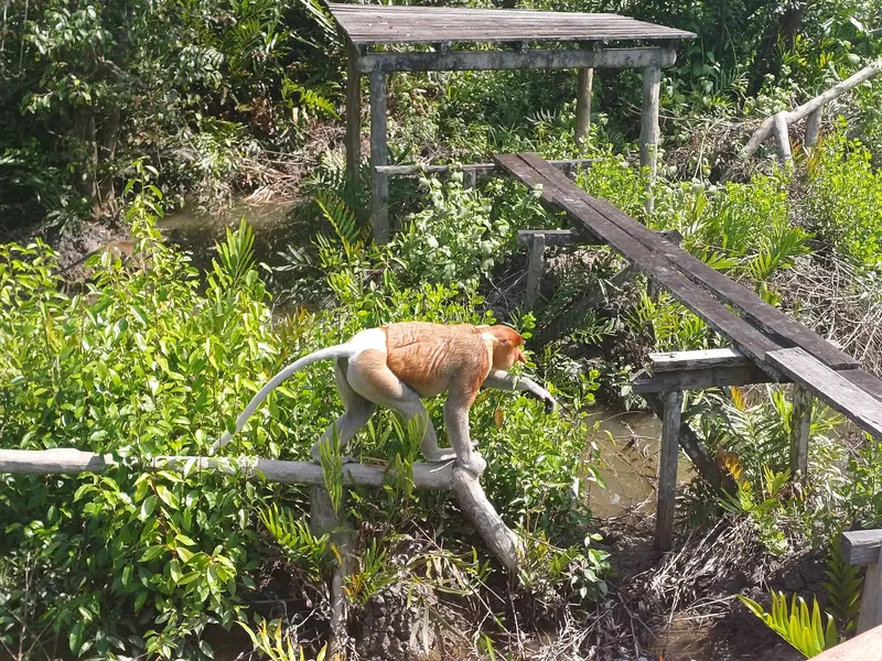 Labuk Bay Proboscis Monkey Sanctuary