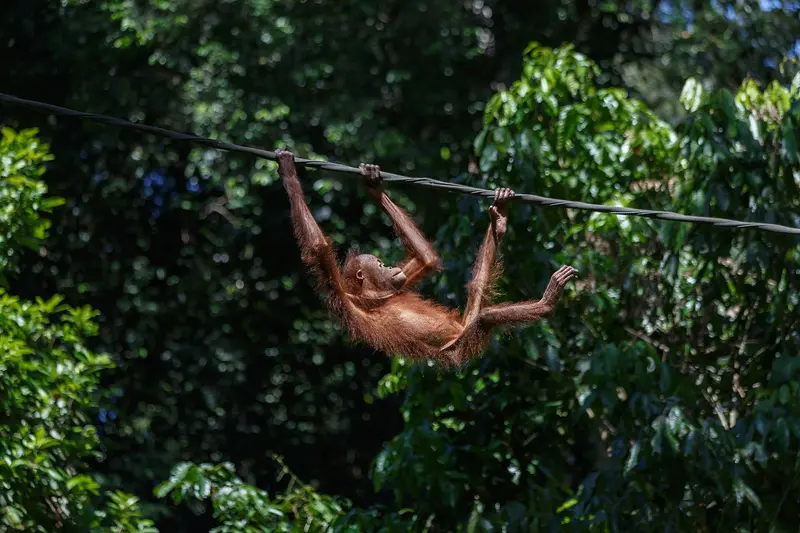 Sepilok Orangutan Rehabilitation Center