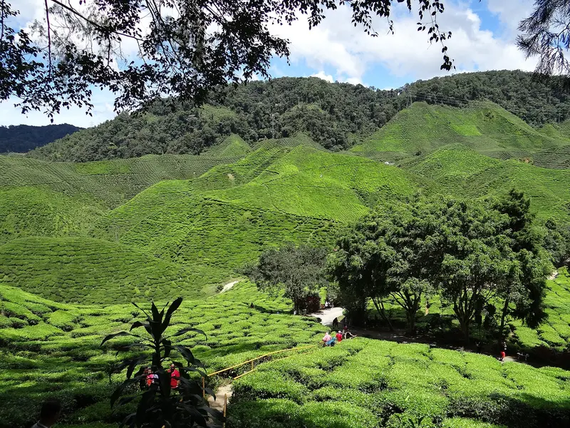 Cameron valley tea