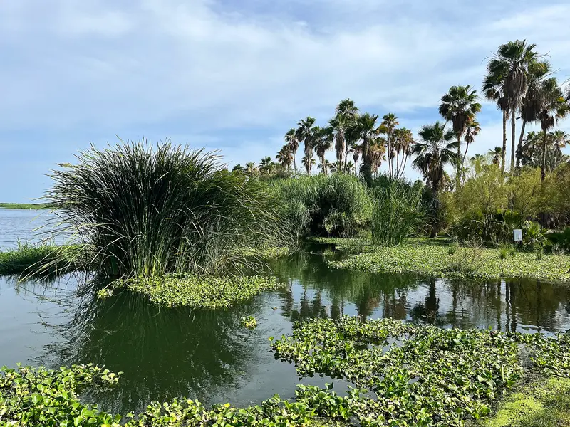 Estero San José