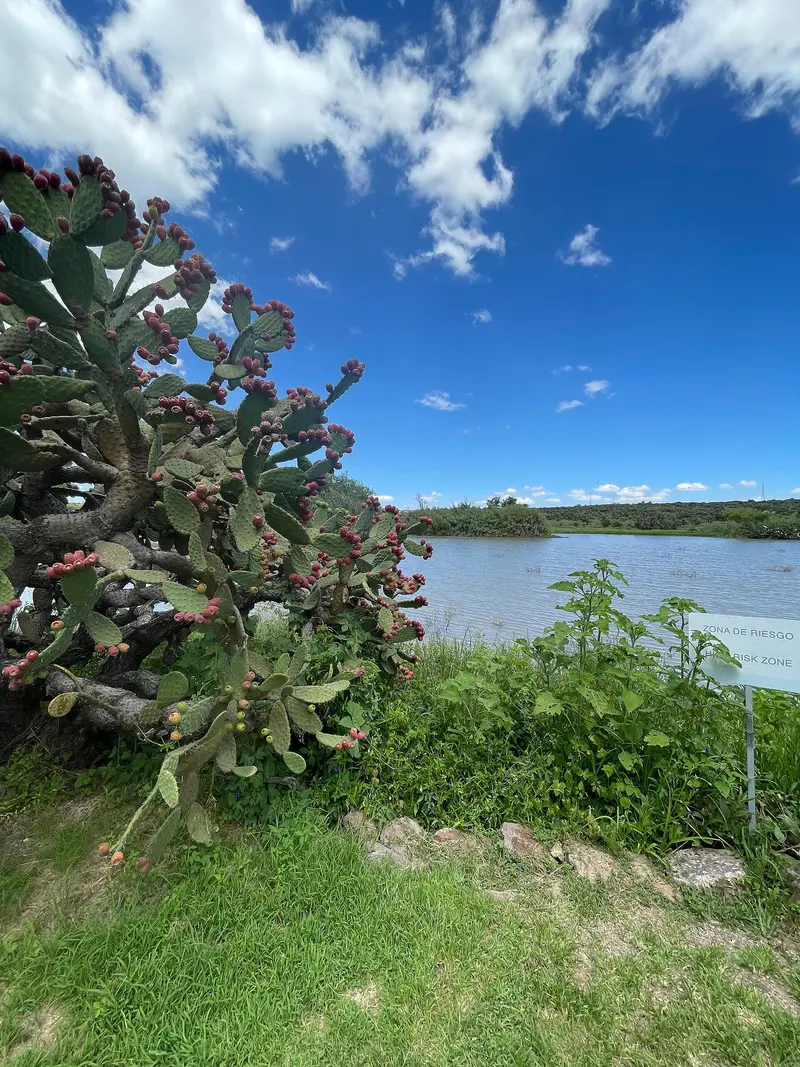 Charco del Ingenio
