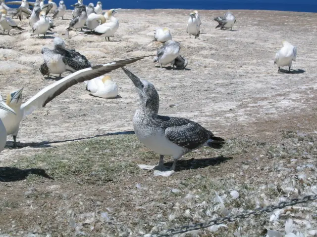 Cape Kidnappers / Te Kauwae-a-Māui Gannet Colony