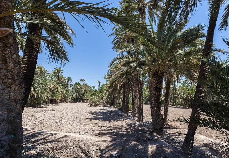 Palmeral and Parc Municipal