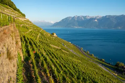 Lavaux