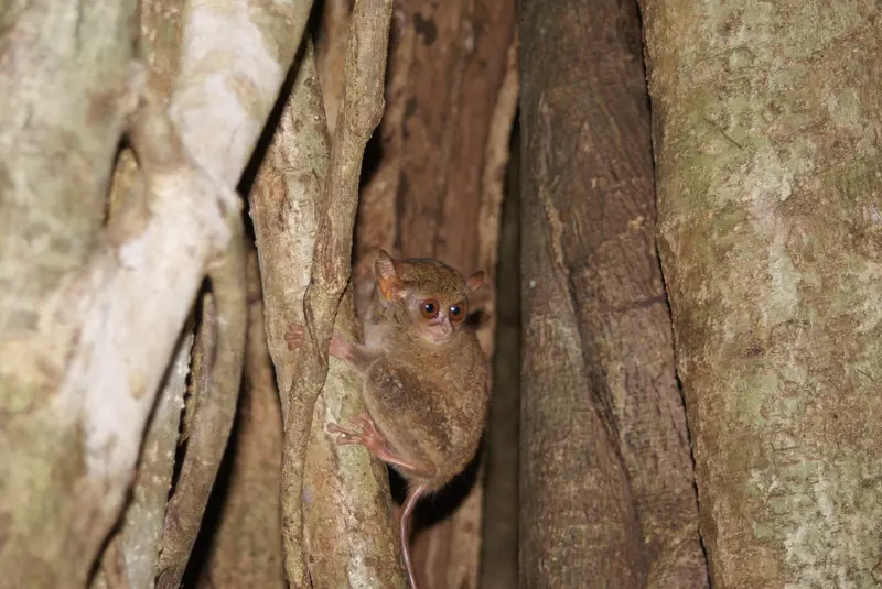 Naturreservat Tangkoko