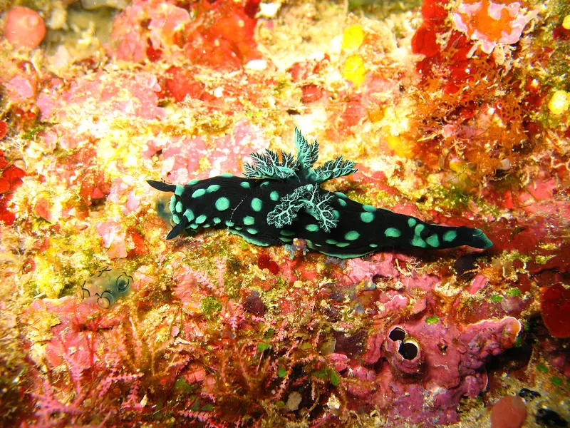 Meerespark Bunaken
