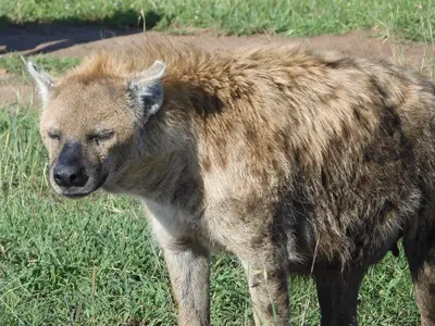 Mara Conservancies