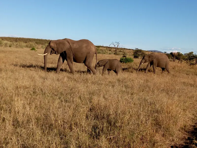 Mara Naboisho Conservancy