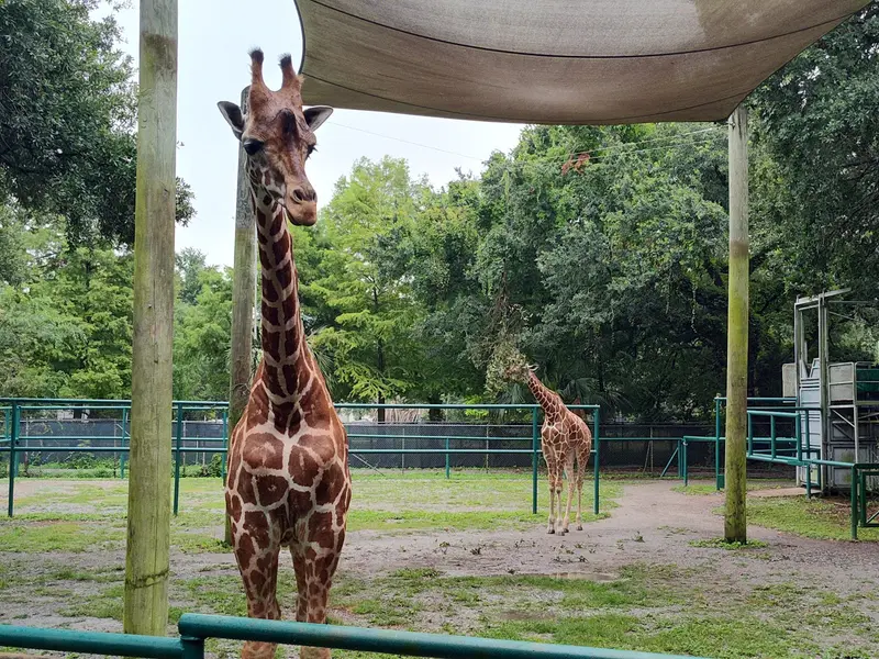 Audubon Zoo