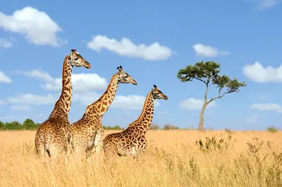 Masai Mara