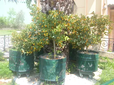 Kumquat