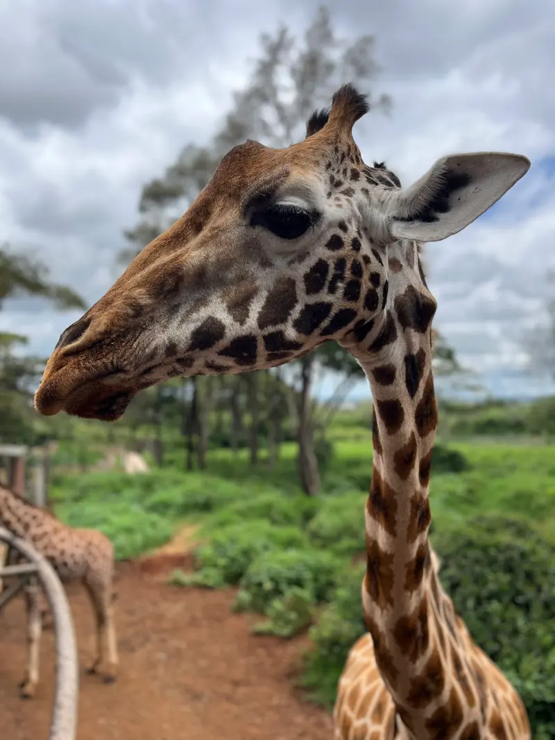 Giraffe Centre