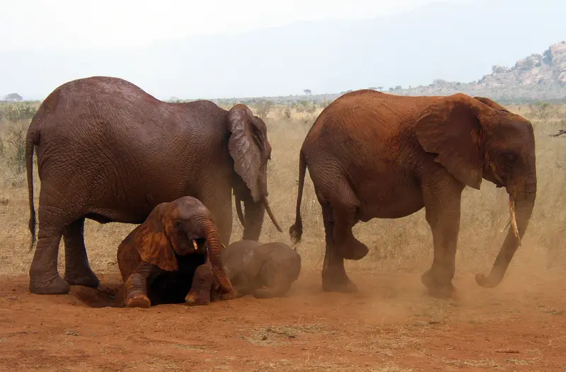 Tsavo-Ost-Nationalpark